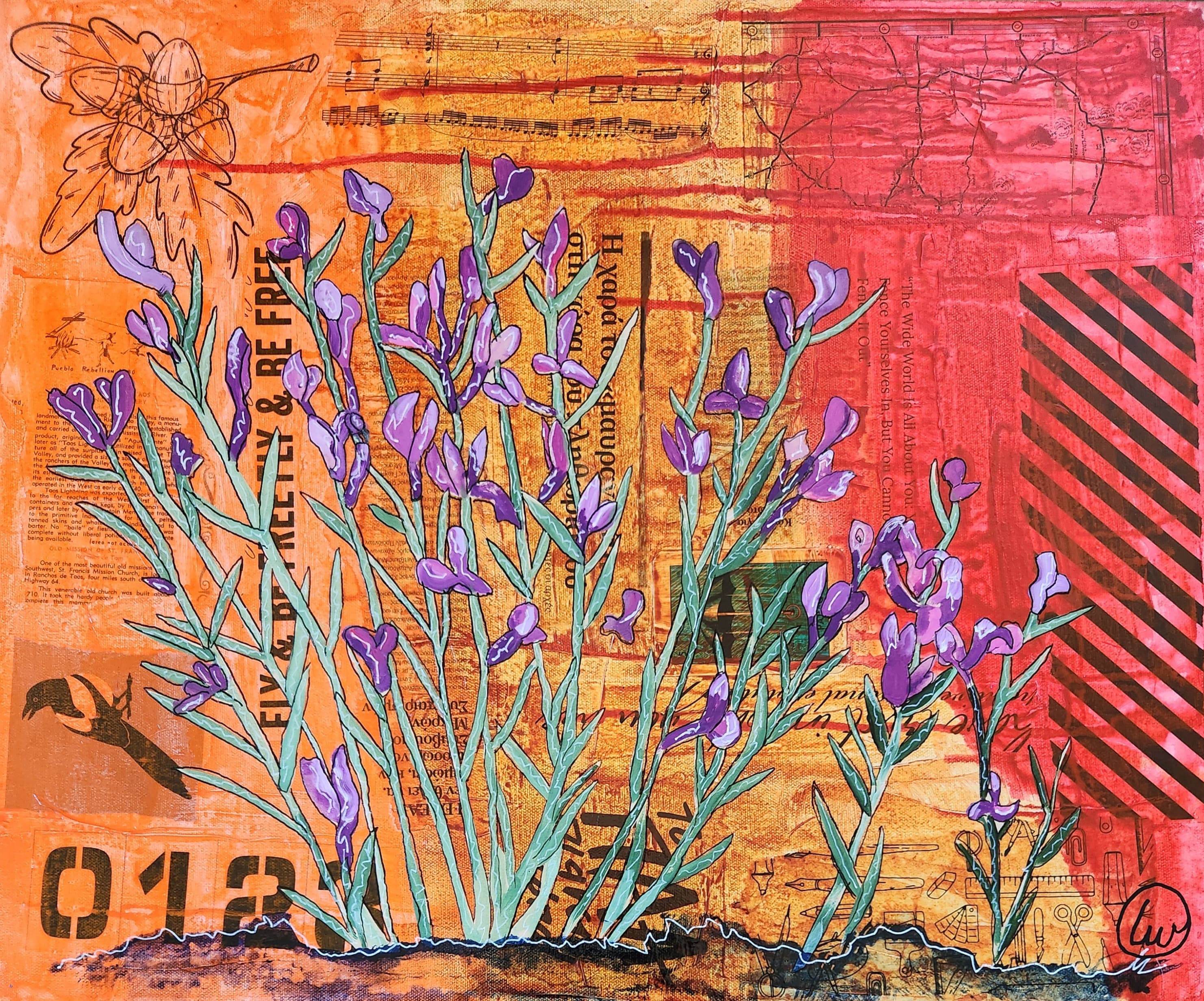 Colorado Locoweed