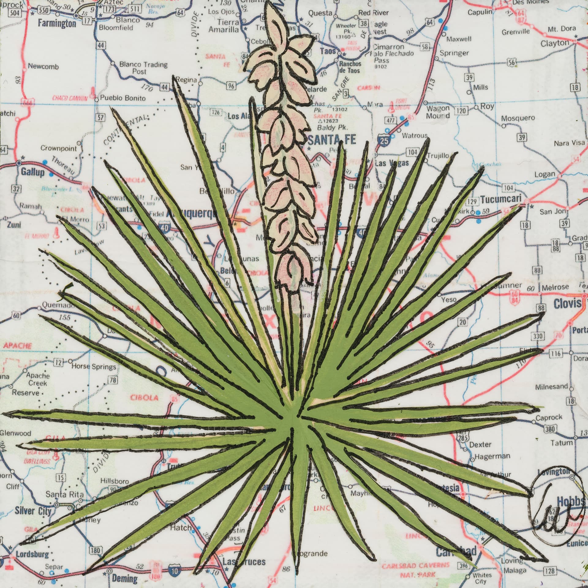 State Flower of New Mexico: Yucca