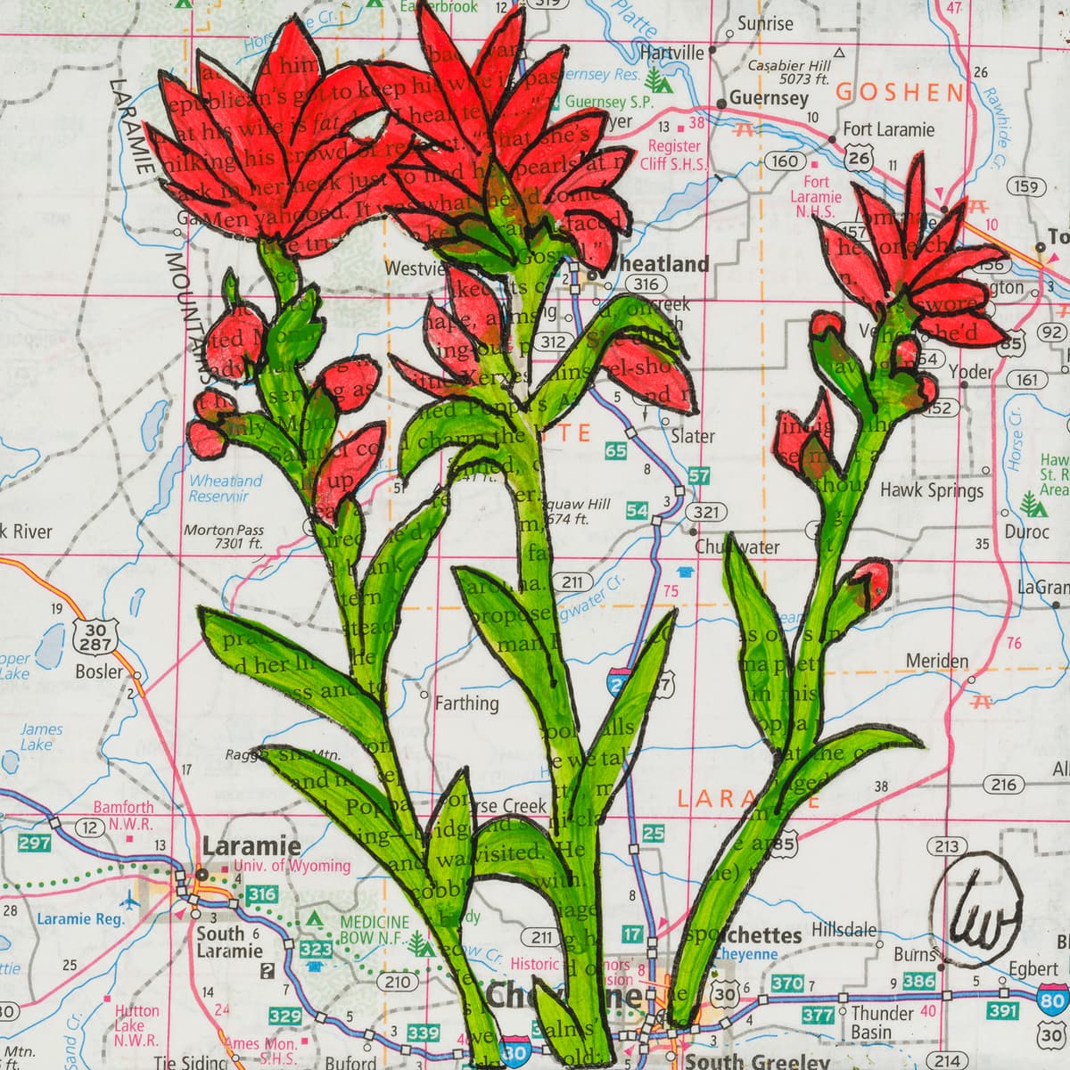 State Flower of Wyoming: Indian Paintbrush