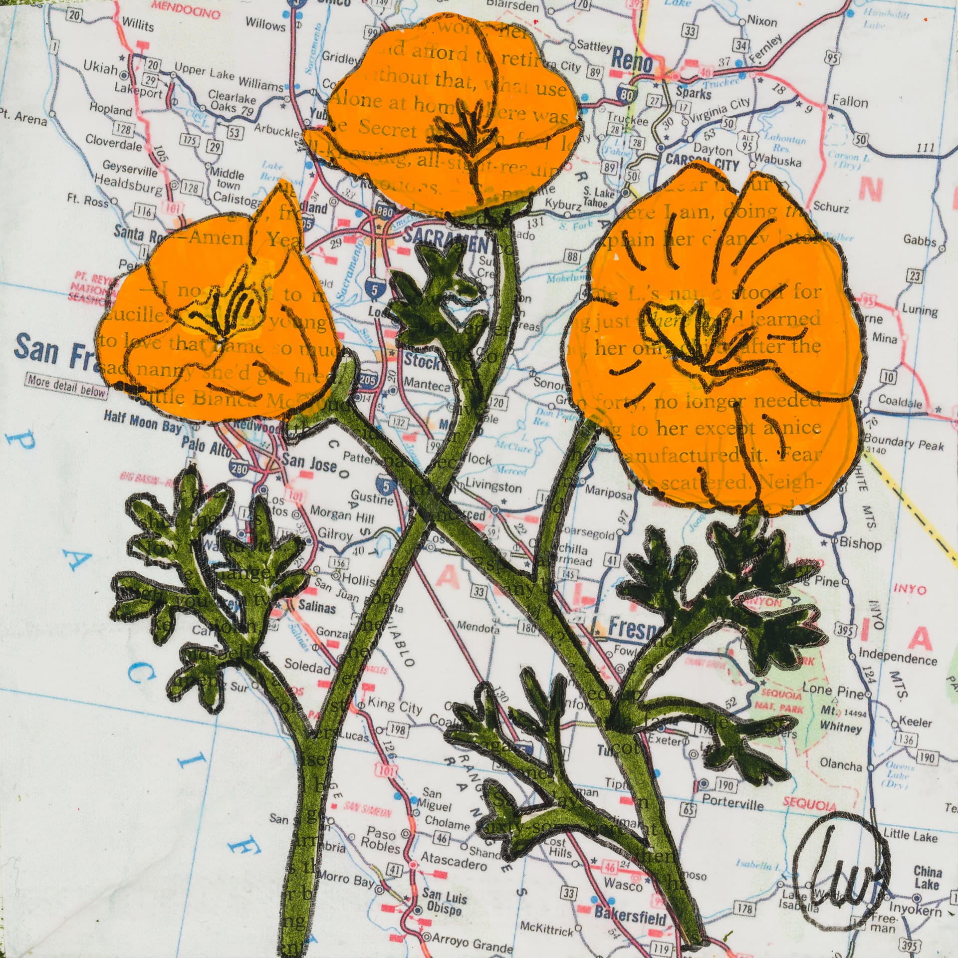 State Flower of California: California Poppies