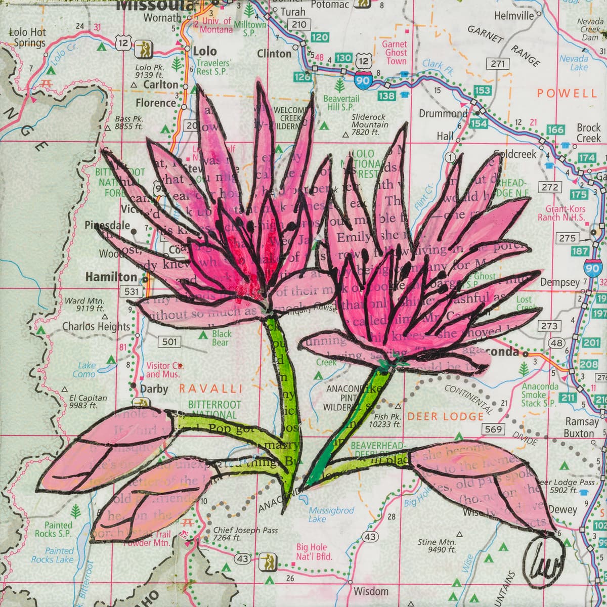 State Flower of Montana: Bitterroot