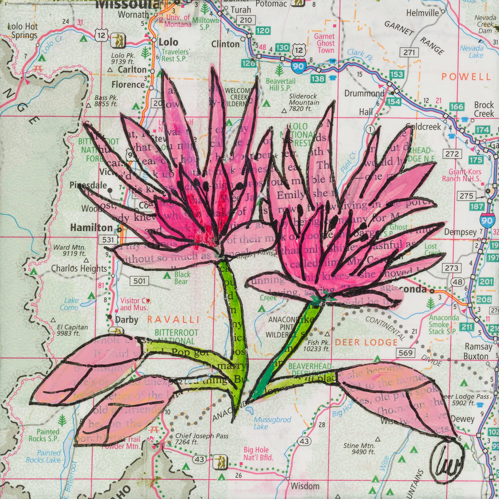 State Flower of Montana: Bitterroot