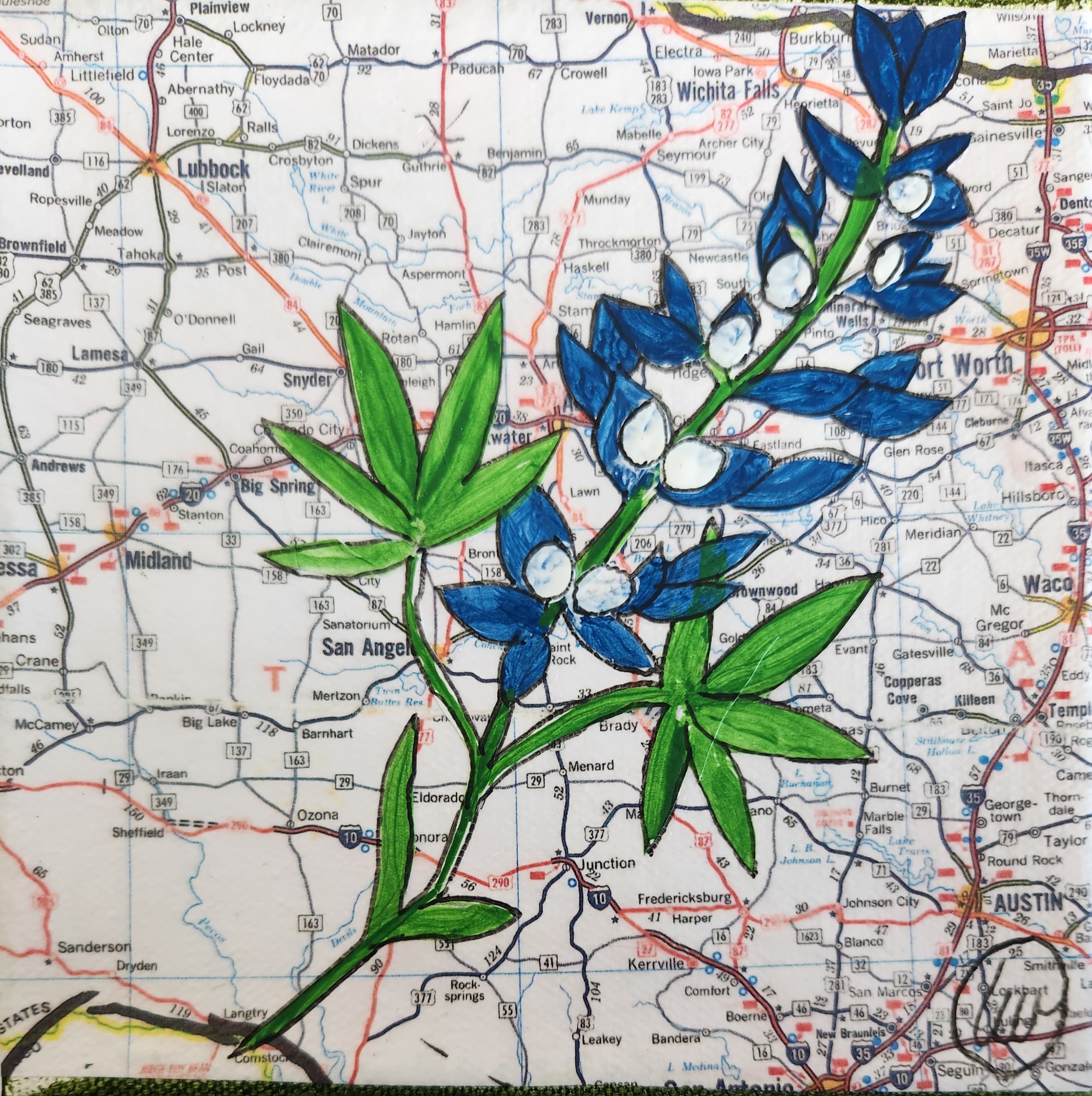 State Flower of Texas: Bluebonnets
